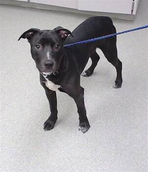 SKEDADDLE -  Labrador Retriever and Mixed Breed Dog Available for Adoption in Omaha, Nebraska - SKEDADDLE | PetCurious