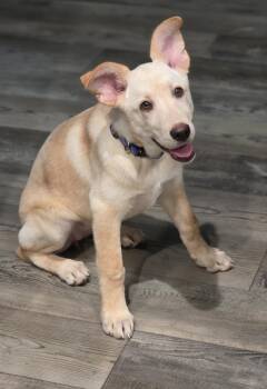 Sunshine -  Yellow Labrador Retriever and Great Pyrenees Dog for Adoption in Austin, Texas - Sunshine | PetCurious