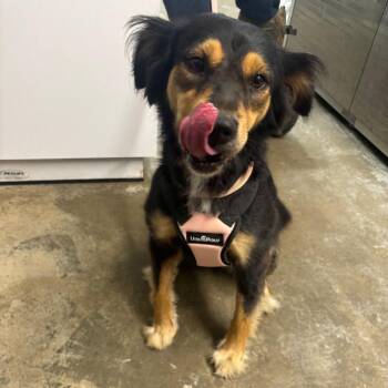 Sissy -  Mixed Breed Dog for Adoption in Clanton, Alabama - Sissy | PetCurious