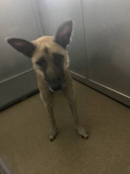 Rescue Shepherd and Mixed Breed Dogs for Adoption in Fort Worth, Texas - Darla Jean | PetCurious