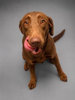 Lucy -  Labrador Retriever and Mixed Breed Dog for Adoption in Bowling Green, Kentucky - Lucy | PetCurious