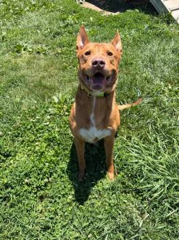 Maxwell -  American Staffordshire Terrier and Australian Cattle Dog Blue Heeler Dog for Adoption in Pierceton, Indiana - Maxwell | PetCurious