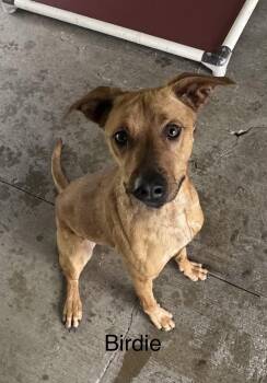 Redbone Coonhound Dogs Available for Adoption in Ulster, Pennsylvania - Birdie | PetCurious