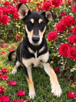 NESTLIE QUICK -  German Shepherd Dog Dog for Adoption in Globe, Arizona - NESTLIE QUICK | PetCurious