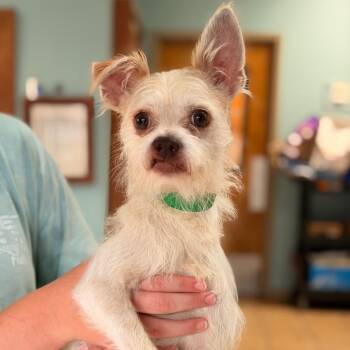 Cole -  Terrier Dog for Adoption in Columbus, Georgia - Cole | PetCurious