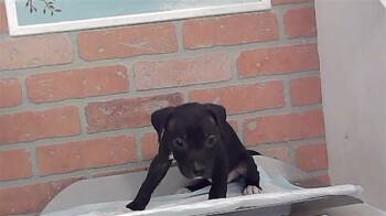 A2094304 -  Staffordshire Bull Terrier and Mixed Breed Dog for Adoption in Houston, Texas - A2094304 | PetCurious