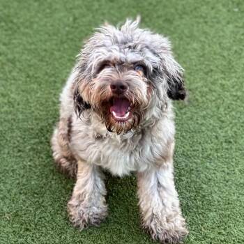 Ryder -  Poodle Dog for Adoption in Nashville, Indiana - Ryder | PetCurious