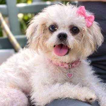 KIARA GS -  Shih Tzu Dog for Adoption in Lucas, Texas - KIARA GS | PetCurious