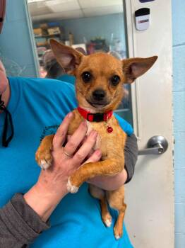 Chihuahua Dogs Available for Adoption in Rustburg, Virginia - Teaspoon: Not At Shelter Available 6/3 | PetCurious