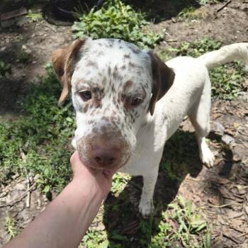 Gus -  Pit Bull Terrier Dog for Adoption in East St. Louis, Illinois - Gus | PetCurious