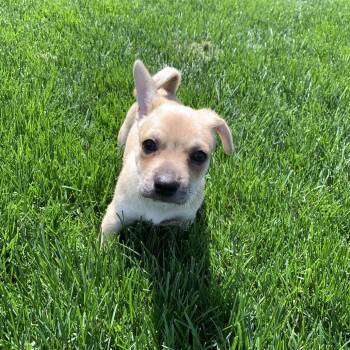Chihuahua and Mixed Breed Dogs Available for Adoption in Shorewood, Illinois - Archie | PetCurious
