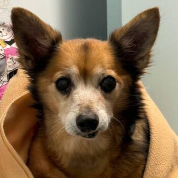 Winnifred -  Corgi and Chihuahua Dog for Adoption in Toronto, Ontario - Winnifred | PetCurious