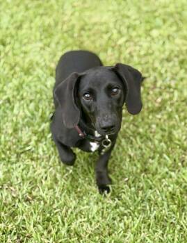 Phoenix -  Dachshund Dog for Adoption in Lucedale, Mississippi - Phoenix | PetCurious