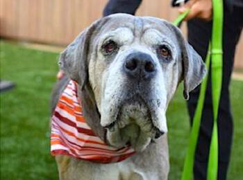 Rescue Great Dane and Mastiff Dogs for Adoption in Huntington, New York - GRAND MASTER OOGWAY | PetCurious