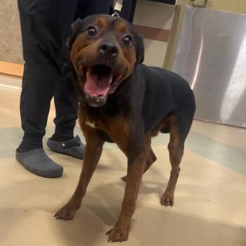 Kingston -  Mixed Breed Dog for Adoption in Winston-salem, North Carolina - Kingston | PetCurious
