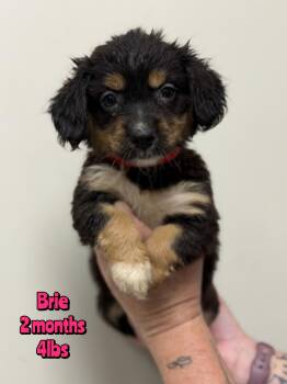 BRIE -  Mixed Breed Dog for Adoption in Holbrook, New York - BRIE | PetCurious
