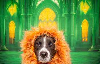 Rescue Border Collie and Mixed Breed Dogs for Adoption in Fort Worth, Texas - Lorelei | PetCurious