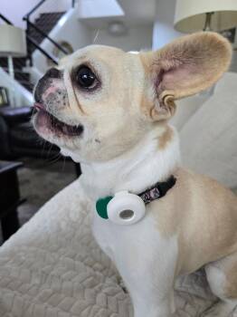 JJ -  French Bulldog Dog for Adoption in Dana Point, California - JJ | PetCurious
