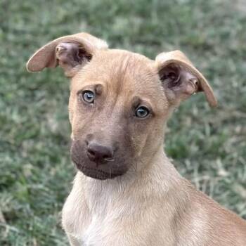Rescue Australian Shepherd Dogs for Adoption in Locust Fork, Alabama - Aphrodite | PetCurious