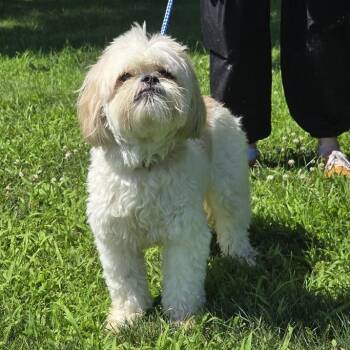 Duncan -  Shih Tzu Dog for Adoption in Waterloo, Iowa - Duncan | PetCurious
