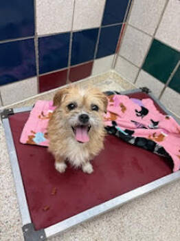 Rescue Terrier and Mixed Breed Dogs for Adoption in Houston, Texas - Princess | PetCurious