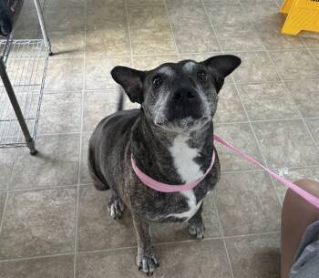 Rescue American Staffordshire Terrier and Mixed Breed Dogs for Adoption in Raleigh, North Carolina - SAMMIE | PetCurious