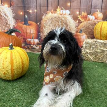 Marvin -  Shih Tzu and Miniature Poodle Dog for Adoption in Baker, Louisiana - Marvin | PetCurious