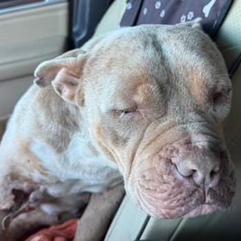 American Bulldog Dogs Available for Adoption - Delta | PetCurious