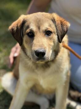 Retriever and Great Pyrenees Dogs Available for Adoption in Meherrin, Virginia - Rowlf | PetCurious