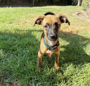 Rescue Dachshund Dogs for Adoption in Los Angeles, California - Belly | PetCurious