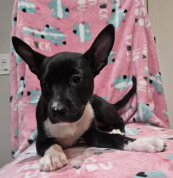 KIT -  Shepherd Dog for Adoption in Broomfield, Colorado - KIT | PetCurious