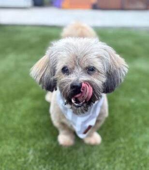 Lhasa Apso and Maltese Dogs Available for Adoption - Kitt | PetCurious