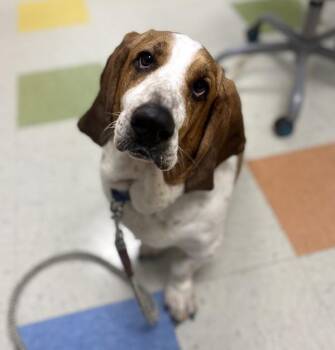Hank -  Basset Hound Dog for Adoption in Sioux City, Iowa - Hank | PetCurious