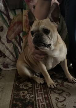 French Bulldog Dogs Available for Adoption - Jolee | PetCurious