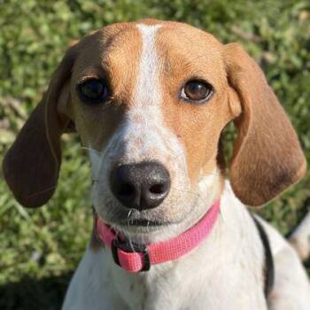 Adrienne -  Harrier Dog for Adoption in Jefferson, Wisconsin - Adrienne | PetCurious