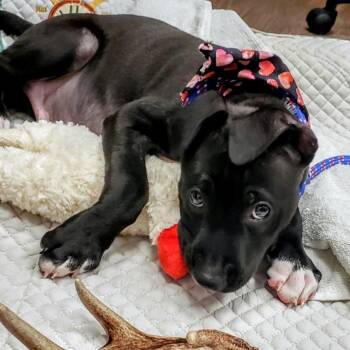 Labrador Retriever Dogs Available for Adoption in Loxahatchee Groves, Florida - Jace AKA Lotto | PetCurious