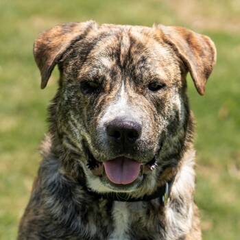 Rescue Catahoula Leopard Dog Dogs for Adoption in Dripping Springs, Texas - Armor | PetCurious