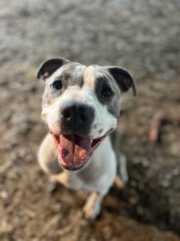 Rescue American Staffordshire Terrier Dogs for Adoption in Magnolia, Texas - Big Mama | PetCurious