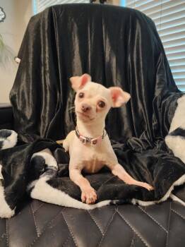Rescue Chihuahua Dogs for Adoption in Houston, Texas - Peggy | PetCurious