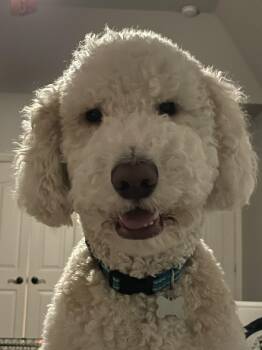 Cannon -  Old English Sheepdog and Poodle Dog for Adoption in Dallas, Texas - Cannon | PetCurious