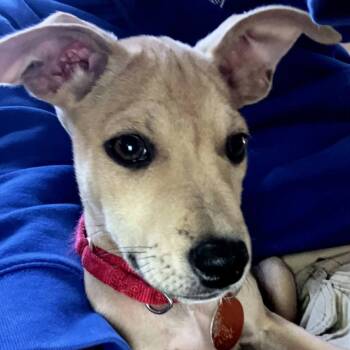 Avery -  Chihuahua Dog for Adoption in Chatham, New Jersey - Avery | PetCurious
