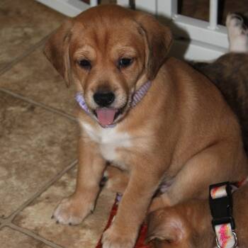 Rescue Plott Hound Dogs for Adoption in St. Peters, Missouri - Beckett | PetCurious