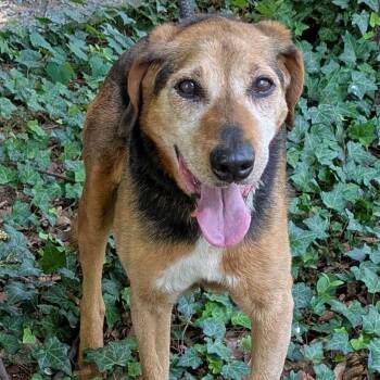 Marvin -  Hound and German Shepherd Dog Dog for Adoption in Charlottesville, Virginia - Marvin | PetCurious
