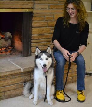 Whiskey -  Siberian Husky Dog for Adoption in Memphis, Tennessee - Whiskey | PetCurious