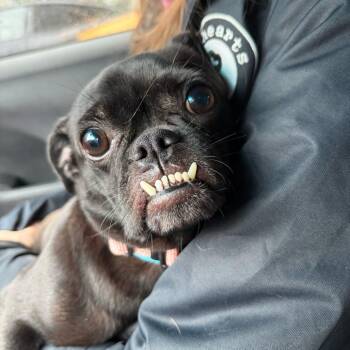 Dolly Polly -  Pug and Chihuahua Dog for Adoption in New York, New York - Dolly Polly | PetCurious