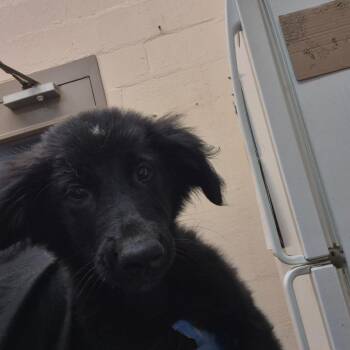 Charlie -  Labrador Retriever Dog for Adoption in Birmingham, Alabama - Charlie | PetCurious