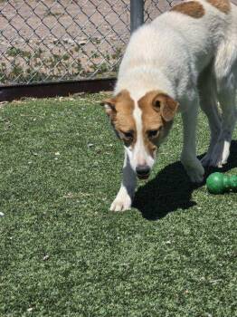 Mixed Breed Dogs Available for Adoption in Truth Or Consequences, New Mexico - Hattie | PetCurious