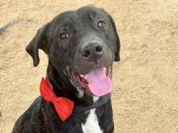 Rescue Mixed Breed Dogs for Adoption in Georgetown, Texas - Jaggy | PetCurious