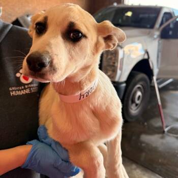 Labrador Retriever Dogs Available for Adoption - Dory | PetCurious