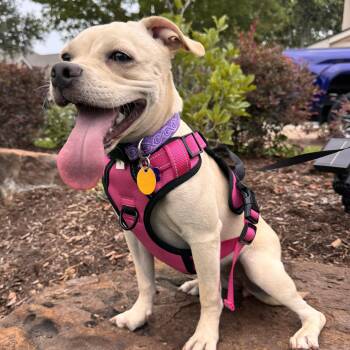 Mari -  Pug Dog for Adoption in Sugar Land, Texas - Mari | PetCurious